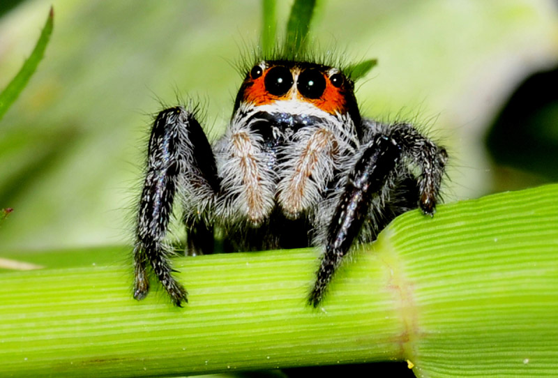 Salticidae: Pellenes sp.  - Paradisia (Grecia)